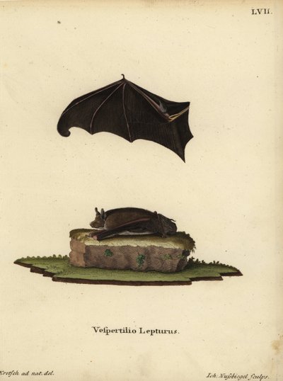 Kis zsákos szárnyú denevér, Saccopteryx leptura. Vespertilio lepturus. Johann Nussbiegel kézi rézmetszete J. D. Kretsch természetről készült illusztrációja után Johann Christian Daniel Schreber: Animal Illustrations after Nature, avagy Schreb állatillusztr alkotó: Unbekannter Künstler