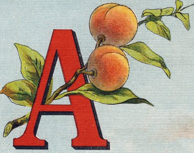 A betű: sárgabarack. Metszet "Alphabet de ma petite fille". Bernardin-Bechet és Fils, könyvkereskedő-kiadók, Párizs, 1895 körül. Törhetetlen album vásznon. Bibliotheque des Bebes. 12 oldal. Olvasási módszert és szemléltető abecedet tartalmazó album alkotó: Unbekannt