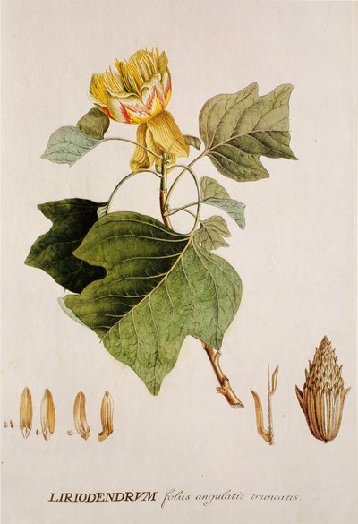 Liriodendron tulipifera/Tulipier/Tulip Tree alkotó: Unbekannt