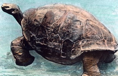 A tengerben élni alkotó: Unbekannter Künstler