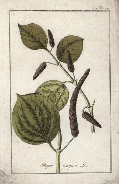 Hosszú paprika (Piper longum). Litográfia Johannes Zorn (1739-1799) "Afbeelding der Artseny-Gewassen" című művéből, Hollandia. alkotó: Unbekannter Künstler