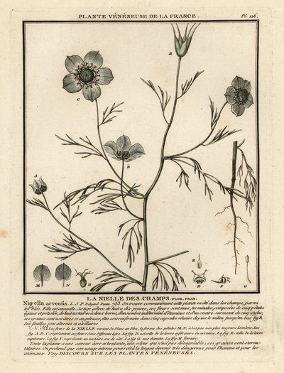 Szerelem a ködben. Nigella arvensis. alkotó: Unbekannter Künstler