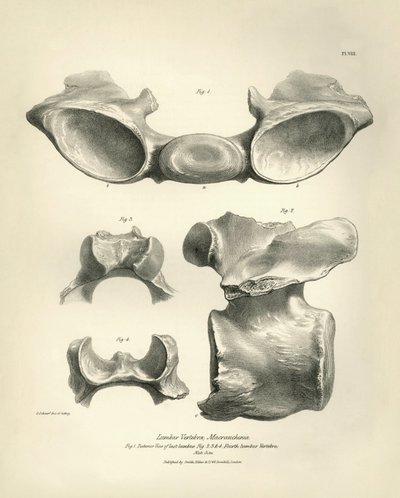 A Macrauchenia, egy őskori állat ágyékcsigolyája, amelyet Charles Darwin talált a Beagle fedélzetén tett felfedezőútja során. A H.M.S. Beagle Fitzroy kapitány parancsnoksága alatt 1832 és 1836 között tett útjának zoológiája, szerkesztve és felügyelve. alkotó: Unbekannter Künstler