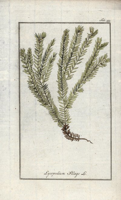 Lycopod a klubokban vagy a hivatalos lycopod (Lycopodium clavatum). Litográfia Johannes Zorn (1739-1799) "Afbeelding der Artseny-Gewassen" című művéből, Hollandia. alkotó: Unbekannter Künstler