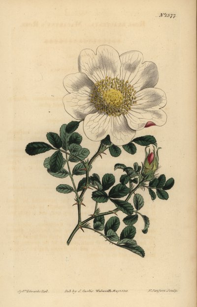 Macartney rózsa, Rosa bracteata alkotó: Unbekannt