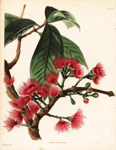 Maláj rózsaalma, Syzygium malaccense (Eugenia malaccensis). George Cooke kézzel készített rézmetszete William Miller illusztrációja után, Conrad Loddiges