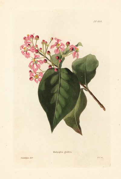 Malpighia glabra. George Cooke kézzel készített rézmetszete George Loddiges illusztrációja után, Conrad Loddiges