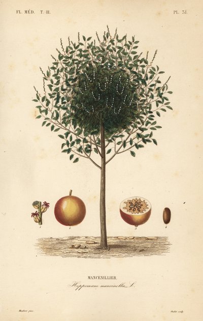 Manchineel vagy manchioneel fa, Hippomane mancinella, Mancenillier alkotó: Unbekannt