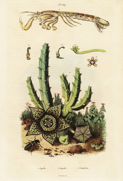 Sáska garnélarák, csillagvirág és bogár., 1834-1839 (metszet) alkotó: Unbekannter Künstler