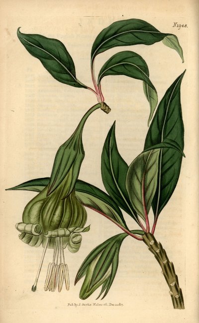Markea viridiflora (Solandra viridiflora). Kézzel színezett rézmetszet Samuel Curtis