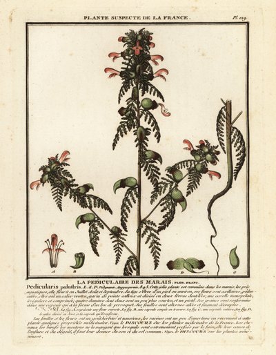 Mocsári tetű, Pedicularis palustris. alkotó: Unbekannter Künstler