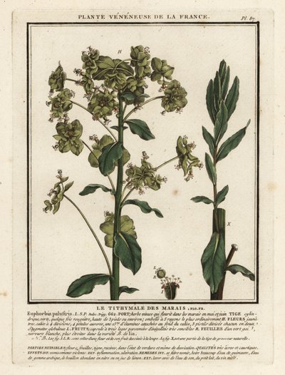 Mocsári sáp, Euphorbia palustris. alkotó: Unbekannter Künstler