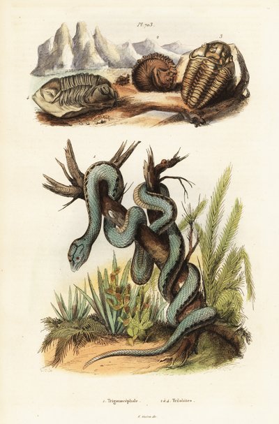 Martinikai gödörvipera és kihalt trilobiták. alkotó: Unbekannter Künstler