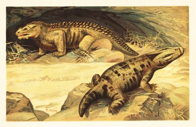Mastodonsaurus és Pareiasaurus.1908 (litográfia) alkotó: Unbekannter Künstler