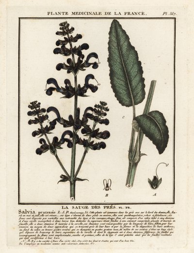Réti agyag, Salvia pratensis. alkotó: Unbekannter Künstler