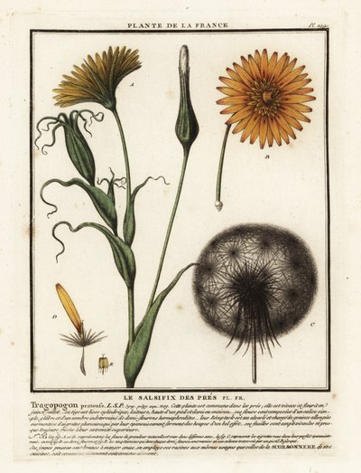 Réti szikvirág, Tragopogon pratensis. alkotó: Unbekannter Künstler