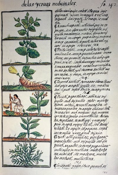 Gyógynövények, nahuati nyelvű szöveg, Bernardino de Sahagun: Új-Spanyolország dolgainak általános története, más néven firenzei kódex, kézirat fakszimiléjéből alkotó: Benjamin Baud