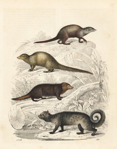 Meerkat, Suricata suricatta 1, indiai szürke mongúz, Herpestes edwardsii 2, közönséges kusimanse, Crossarchus obscurus 3, és ázsiai pálma cibet, Paradoxurus hermaphroditus 4. Kézzel színezett litográfia Carl Hoffmann: A világ könyve, Stuttgart. alkotó: Unbekannter Künstler