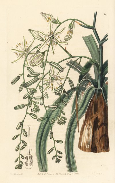 Mexikói szappanfű - Hullámos levelű szappanfű, Chlorogalum pomeridianum var. divaricatum (Betlehemi csillag, Ornithogalum divaricatum). George Barclay kézzel készített rézmetszete Miss Sarah Drake illusztrációja után az Edwards