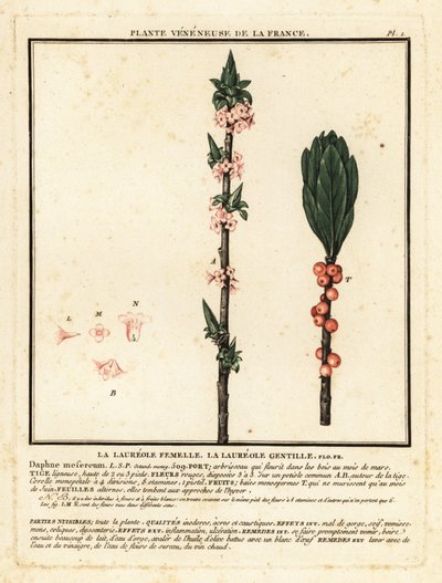 Mezereon, Daphne mezereum. alkotó: Unbekannter Künstler