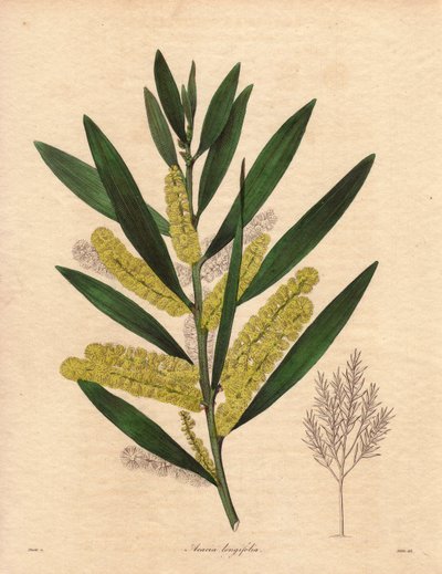 Mimóza hernyó (Acacia longifolia), 3-6 méter magasra is megnövő, kitartó lombozatú cserje, virágzata hosszú, citromsárga epizódokban, nagyon illatos. Új-Hollandiában (Ausztrália) őshonos növény, 1792-ben került Nagy-Britanniába. Illusztráció: R alkotó: Unbekannter Künstler