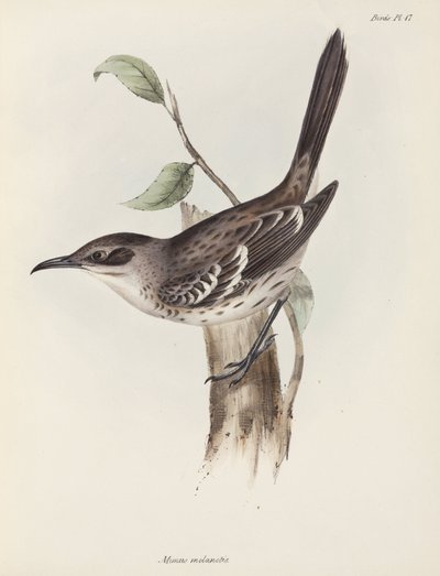 Mockingbird, Galápagos-szigetek, 1832-1836 alkotó: Unbekannter Künstler