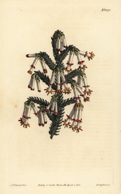 Monadelphous heath, Erica monadelpha alkotó: Unbekannt