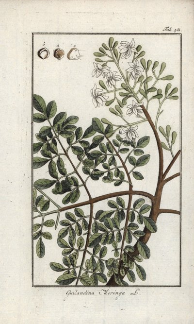 Moringa (Moringa oleifera). Litográfia Johannes Zorn (1739-1799) "Afbeelding der Artseny-Gewassen" című művéből, Hollandia. alkotó: Unbekannter Künstler