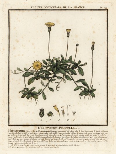 Egérfülű sólyomfű, Pilosella officinarum. alkotó: Unbekannter Künstler