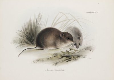 Egér, Tűzföld, Dél-Amerika, 1832-1836 alkotó: Unbekannter Künstler