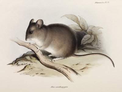Egér, c 1832-1836 alkotó: Unbekannter Künstler