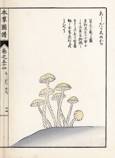 Gombák: shimeji ashitaka - Kanen Iwasaki (1786-1842) japán metszete, Honzo Zufu, illusztrációs útmutató a gyógynövényekhez című kötetből. alkotó: Unbekannter Künstler