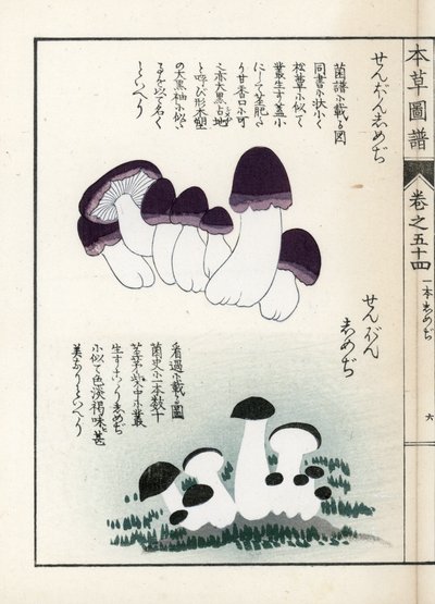 Gombák: shimeji (ehető) fajták - Kanen Iwasaki (1786-1842) japán metszete, a Honzo Zufu, gyógynövények illusztrációs kalauza című kiadványból alkotó: Unbekannter Künstler