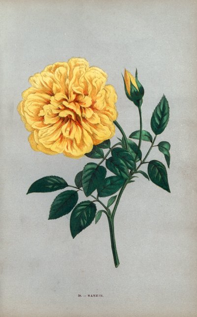 Nanjing rózsa, a tearózsa sárga fajtája, amelyet Monsieur Ducher 1871-ben Lyonban nevelt. F. Grobon által Hippolyte Jamain és Eugene Forney "Les Roses" című műve alapján rajzolt és litografált kromolitográfia, Párizs, J. Rothschild. alkotó: Unbekannter Künstler