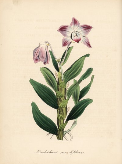 Nyakláncos szárú dendrobium vagy szekikoku orchidea, Dendrobium moniliforme. C. Chabot kézzel festett cinkográfiája, amelyet Miss M. A. Burnett rajzolt a "Plantae Utiliores: or Illustrations of Useful Plants" című művéből, Whittaker, London. alkotó: Unbekannter Künstler