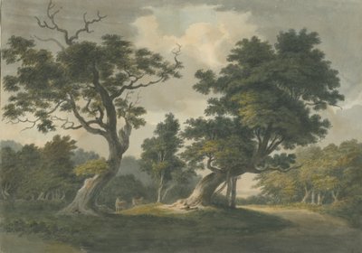 Needwood Forest: akvarell festészet, és [19. század eleje] alkotó: Unbekannt