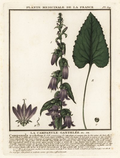 Csalánlevelű harangvirág, Campanula trachelium. alkotó: Unbekannter Künstler