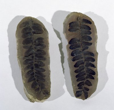 A Neuropteris-t (a tengeri páfrány levelét) találták Coseley-ben, Staffordshire-ben, Felső-karbon időszak (fotó) alkotó: Unbekannt