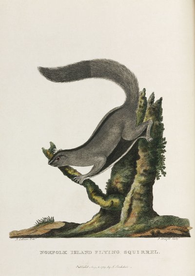„Norfolk Island Flying Squirrel”, Ausztrália, 1788 alkotó: Unbekannter Künstler