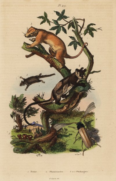 Északi közönséges kuszkusz, Phalanger orientalis 3, sárgahasú sikló, Petaurus australis 4, pehelyfarkú vitorlázó, Acrobates pygmaeus 5, Peziza gombák 1 és Psygmatocerus wagleri bogár 2 alkotó: Unbekannt