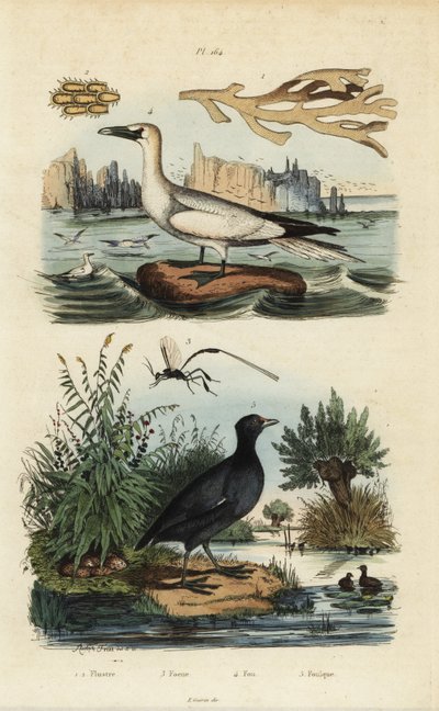 Északi szúnyog, Morus bassanus 4, vörös homlokú szárcsa, Fulica rufifrons 5, Flustra foliacea hínár 1,2 és Gasteruption darázs 3 alkotó: Unbekannt