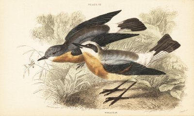 Északi búzakalász, Oenanthe oenanthe. 1889 (metszet) alkotó: Unbekannter Künstler