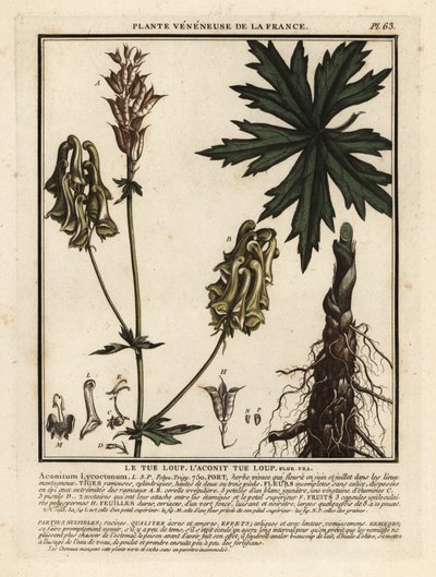 Északi farkasvirág, Aconitum lycoctonum. alkotó: Unbekannter Künstler