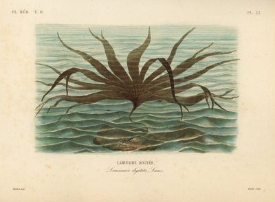 Evezőfű, Laminaria digitata, Finger Kelp alkotó: Unbekannt