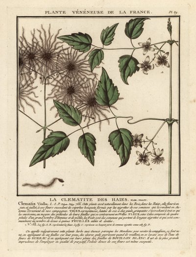 Öregember szakálla, Clematis vitalba. alkotó: Unbekannter Künstler