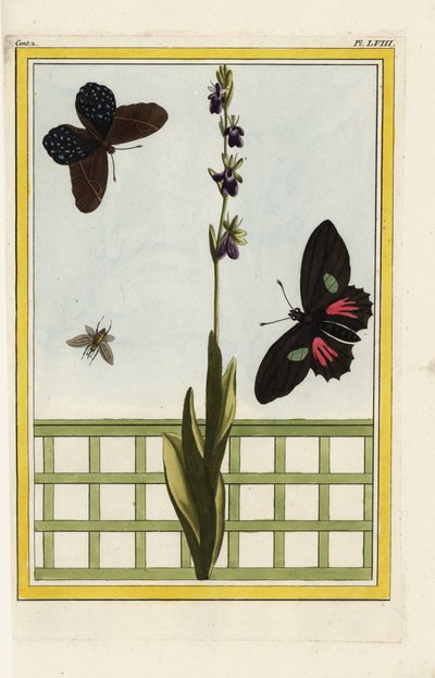 Az Ophrise rovar alakú virágokkal rendelkezik. Légy orchidea, Ophrys insectifera. Doris longwing, Heliconius doris. Kézi színes metszet Pierre Joseph Buchoz "Értékes és illuminált gyűjtemény a legszebb és legkülönösebb virágokról, amelyeket mind a kertekbe alkotó: Unbekannter Künstler