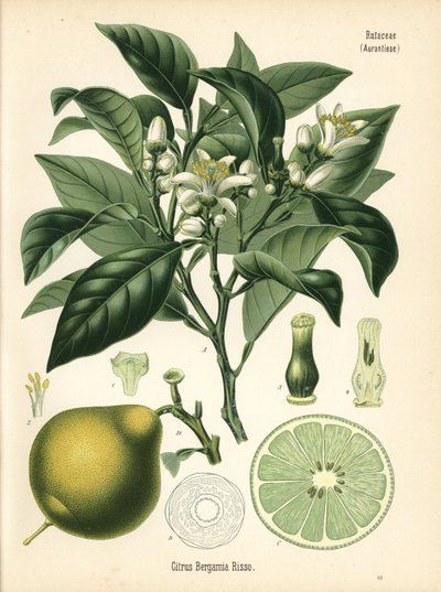 Narancs bergamott, Citrus bergamia. Kromolitográfia Hermann Adolph Koehler Gyógynövények című, Gustav Pabst által szerkesztett művének botanikai illusztrációja után, Koehler, Németország. alkotó: Unbekannter Künstler