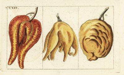 Narancs, alaktalan és hagymás formák, Citrus aurantium. alkotó: Unbekannter Künstler