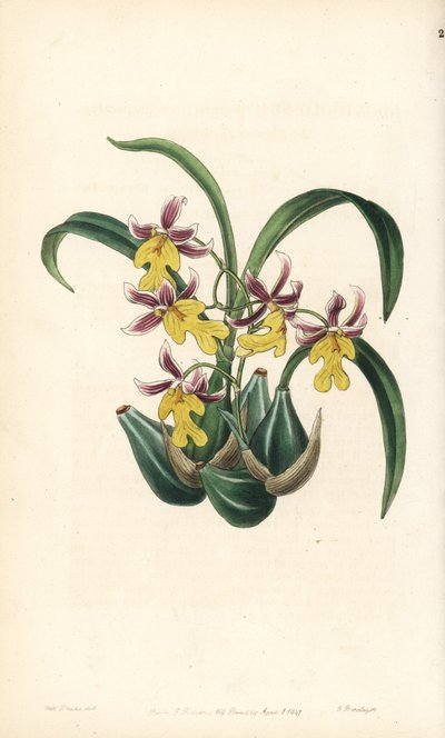Oncidium orchidea fajta - Oncidium ghiesbreghtianum orchidea (Mr. Warner