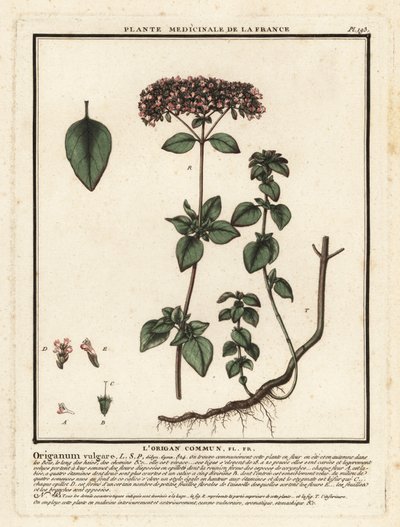Oregánó vagy vadmajoránna, Origanum vulgare. alkotó: Unbekannter Künstler